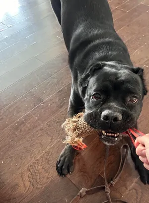 Xenon, a large black Cane Corso, gripping one end of a rope toy in a play bow while Edward holds the other end
